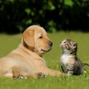 Cat and dog buddies hanging out in the grass