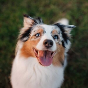 Aussie dog